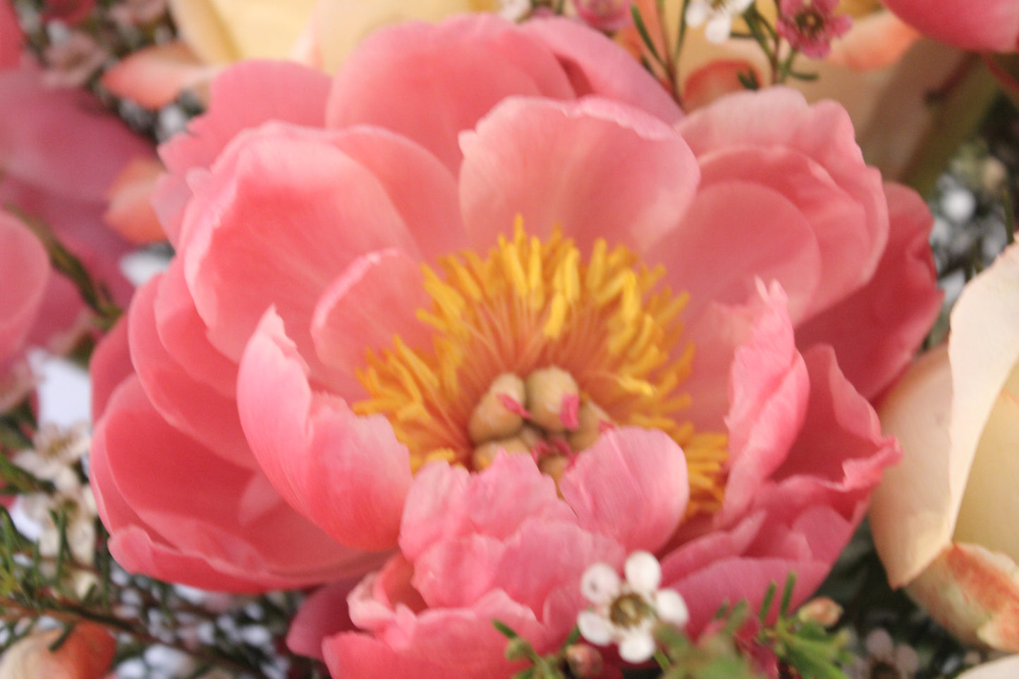 large pink coral peony