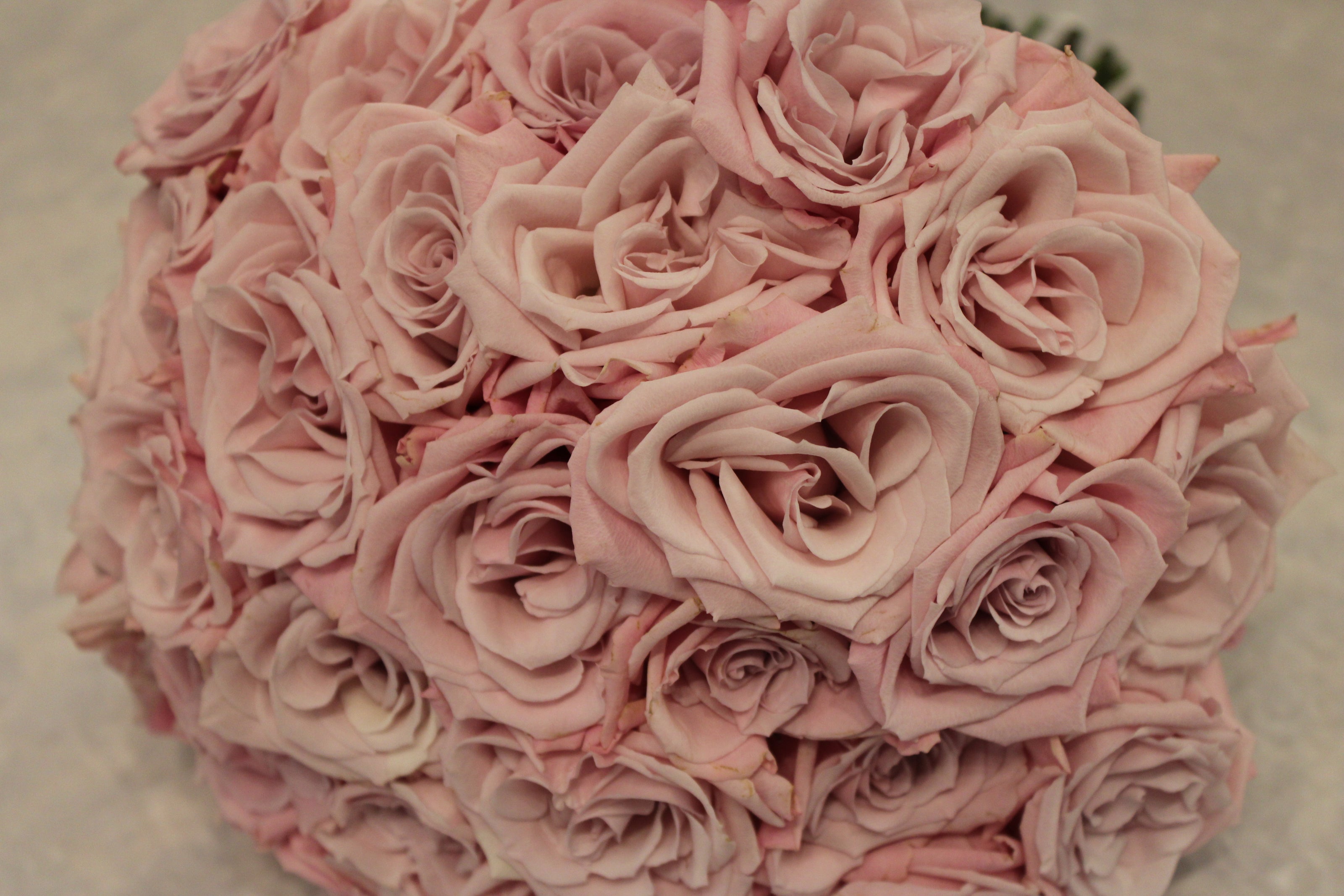 round, modern-style proposal bouquet featuring 3 dozen soft pink Sweet Eskimo roses