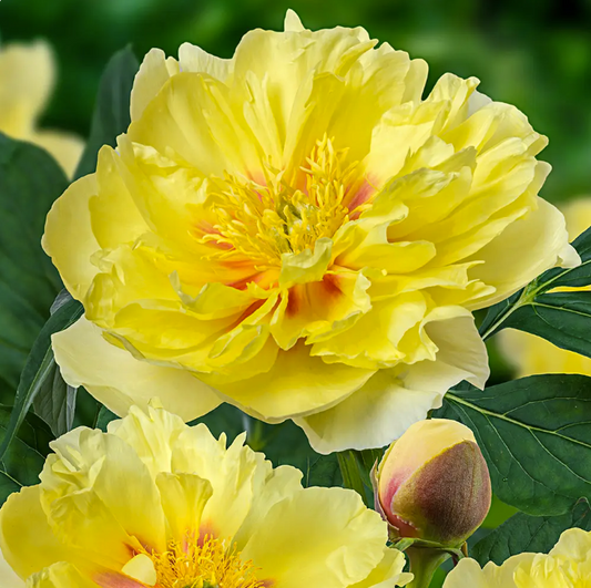 Bartzella Peonies - 5 stems