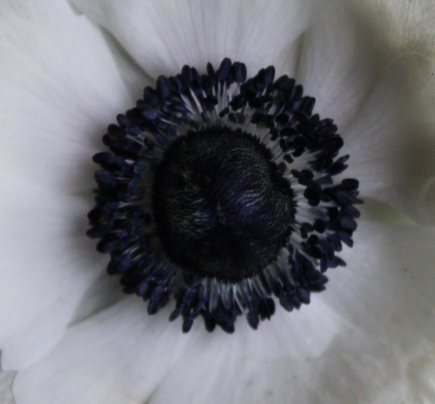 Close-up of white mistral anemone with black center