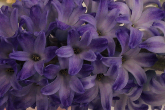 Close-up of blue/purple hyacinth
