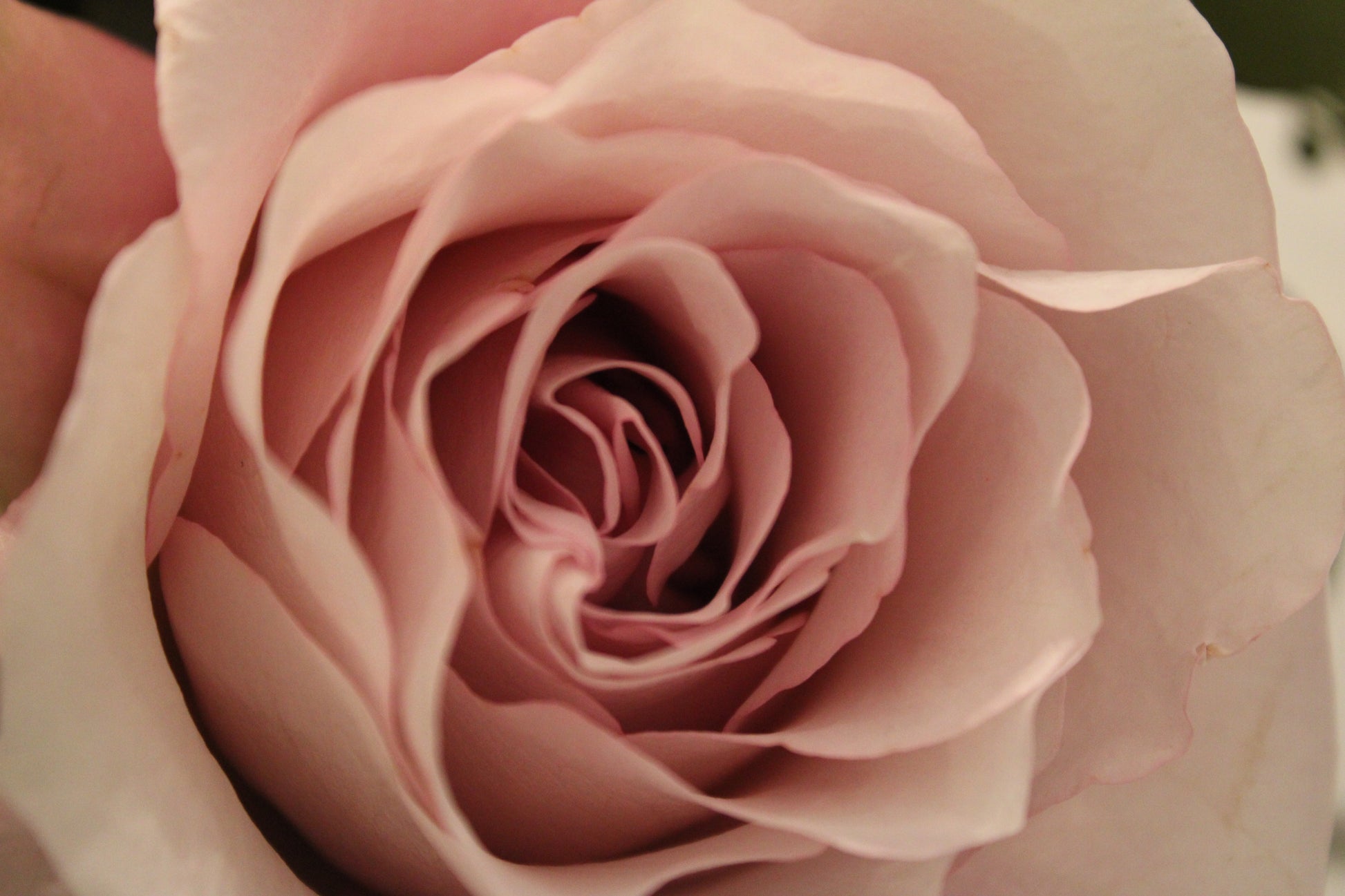 close up of large light pink secret garden rose