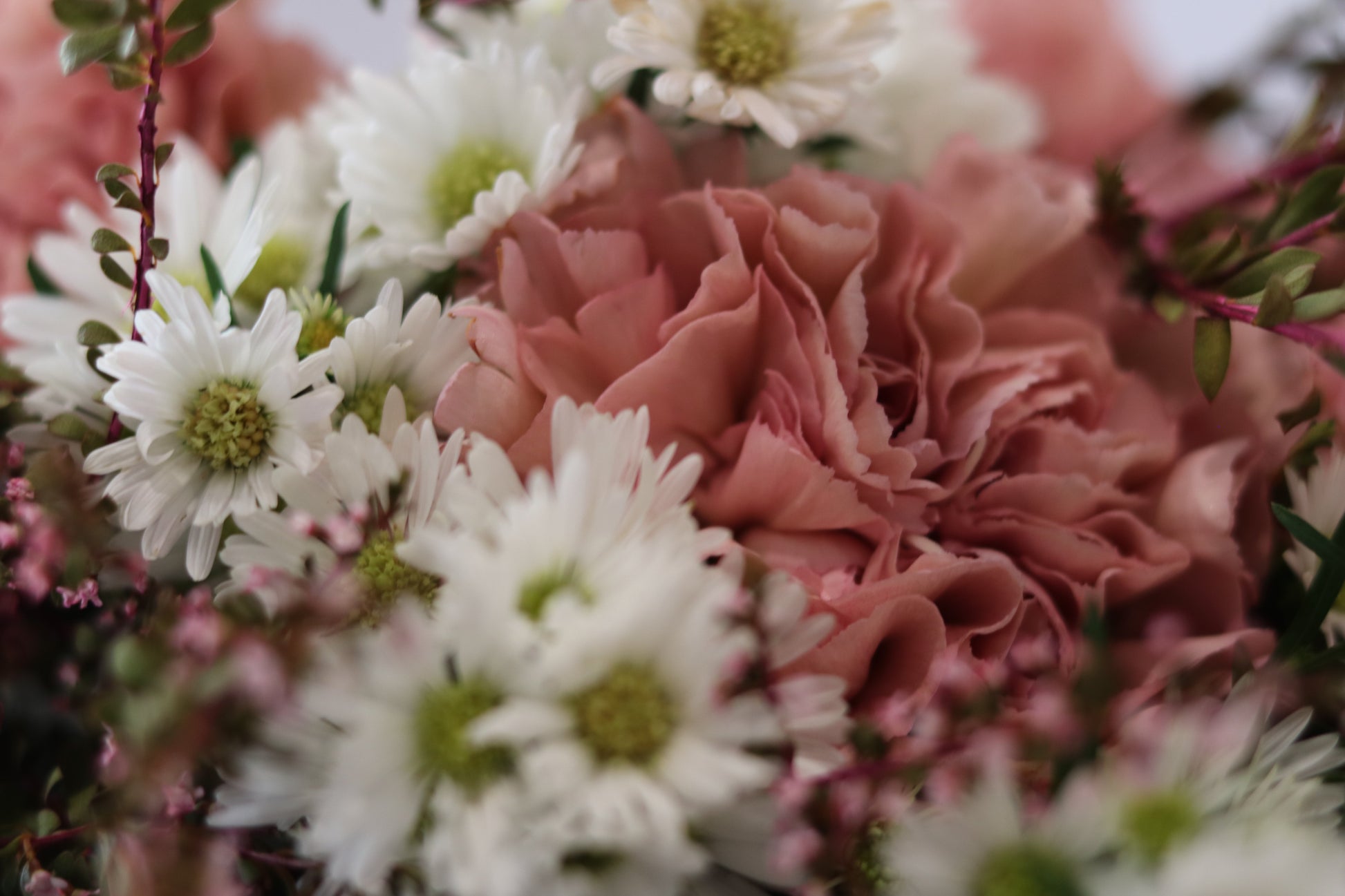 pink-and-white-carnation-bouquet-flowers