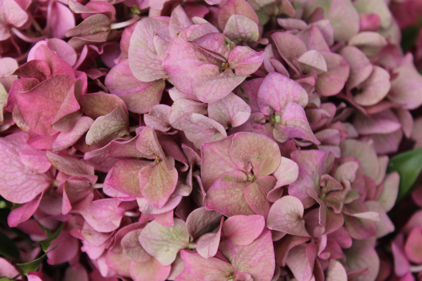 Hydrangea Heaven