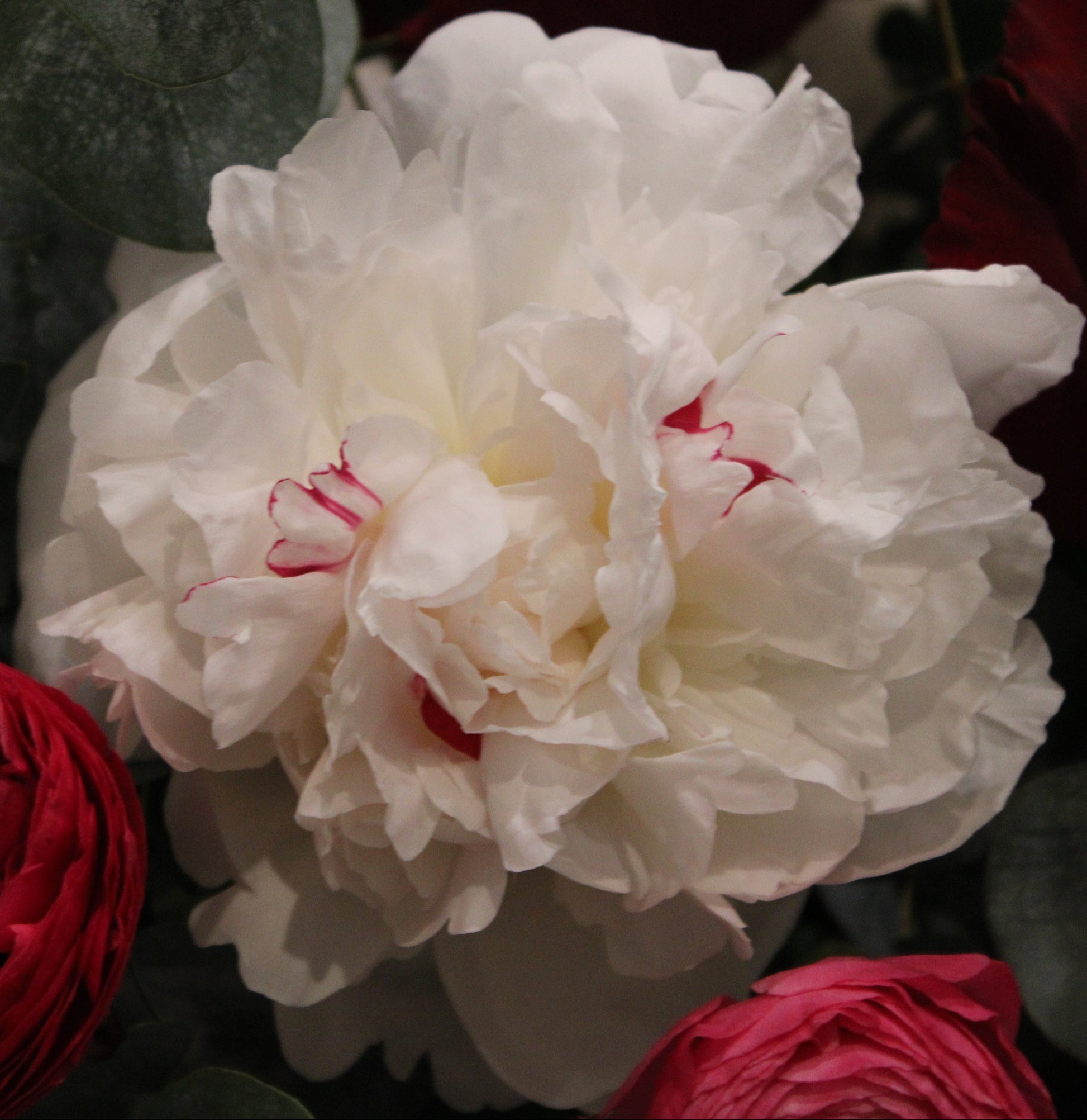 Festiva Maxima peony white with hot pink streaks in cente