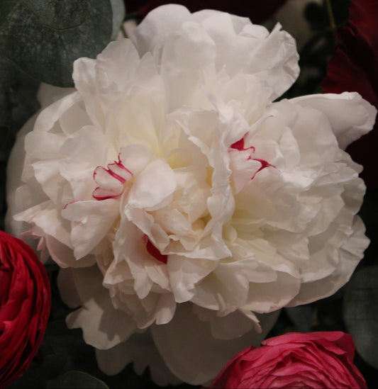 Festiva Maxima peony white with hot pink streaks in cente
