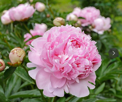 Sarah Bernhardt Peonies - 5 stems