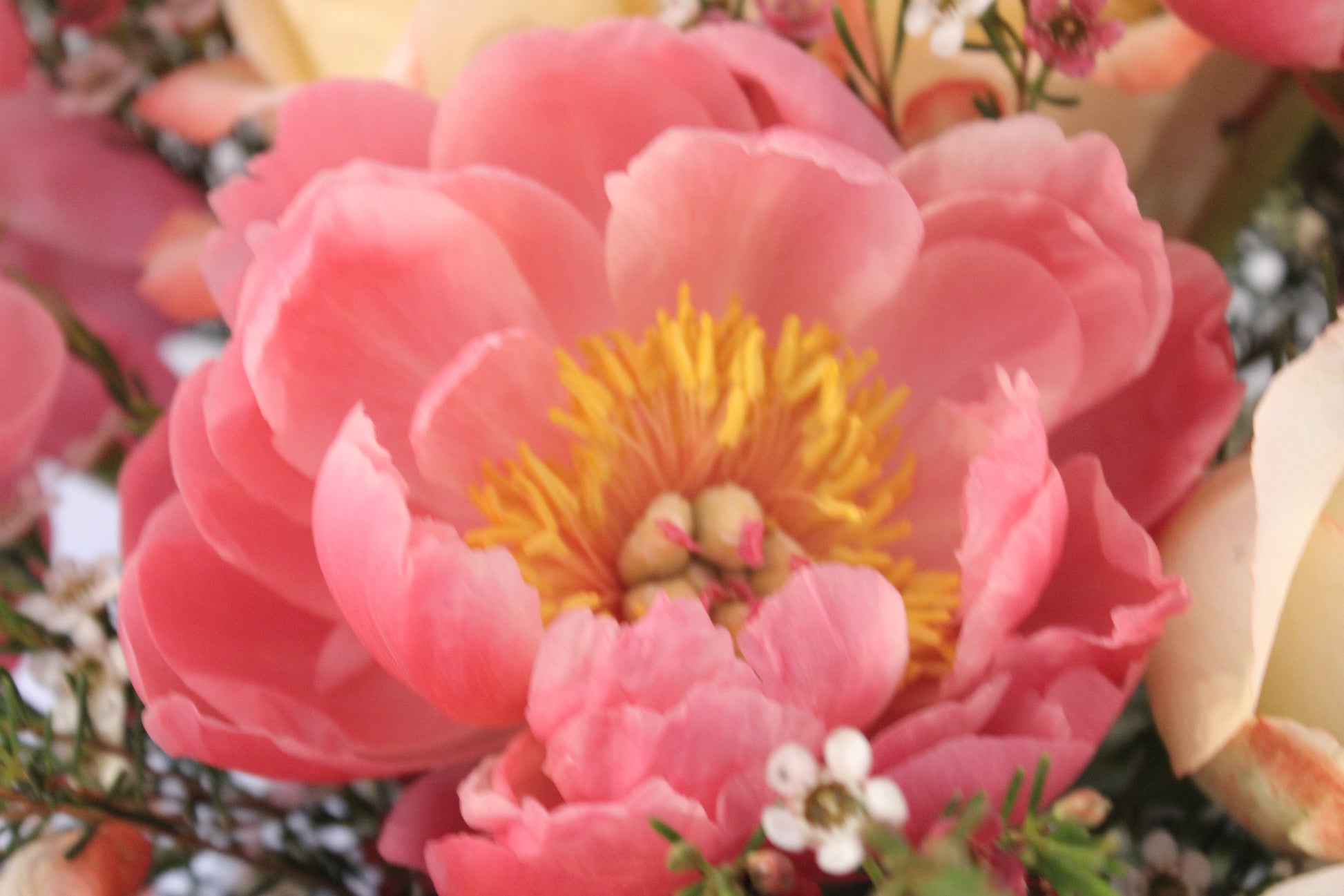 large pink coral peony