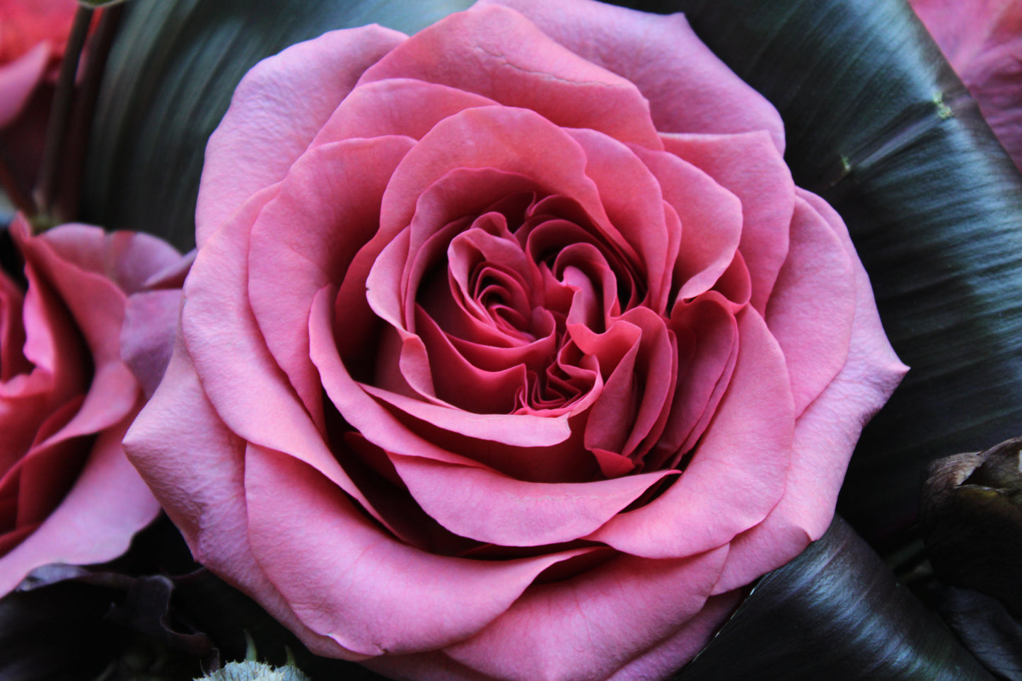 Close-up of razzmatazz rose surrounded by red Ti leaves