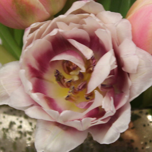 artsy gold deco vase with multicolored double peony tulips - lavender and white; coral and yellow; green