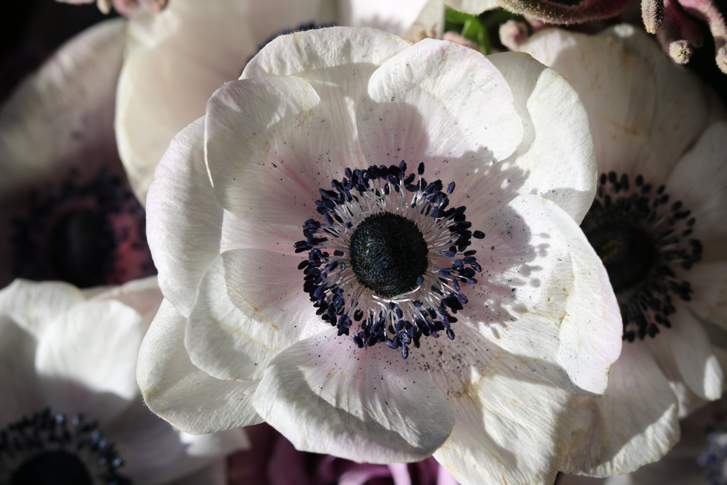 Black and White Anemones - 5 stems