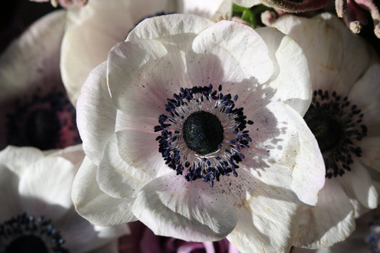 Black and White Anemones - 5 stems