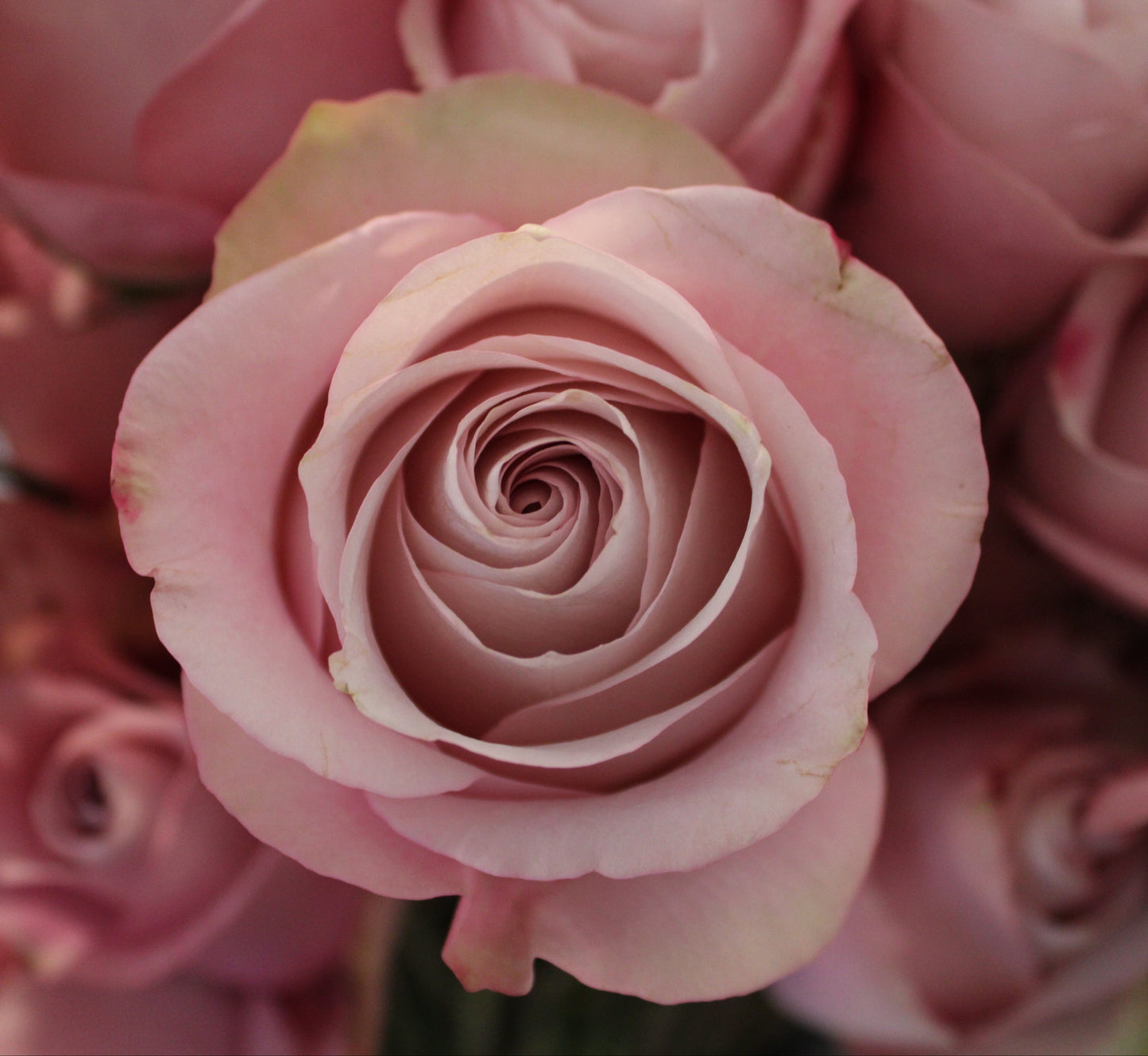 Huge pink secret garden roses