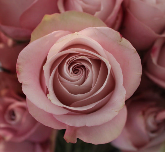 Huge pink secret garden roses
