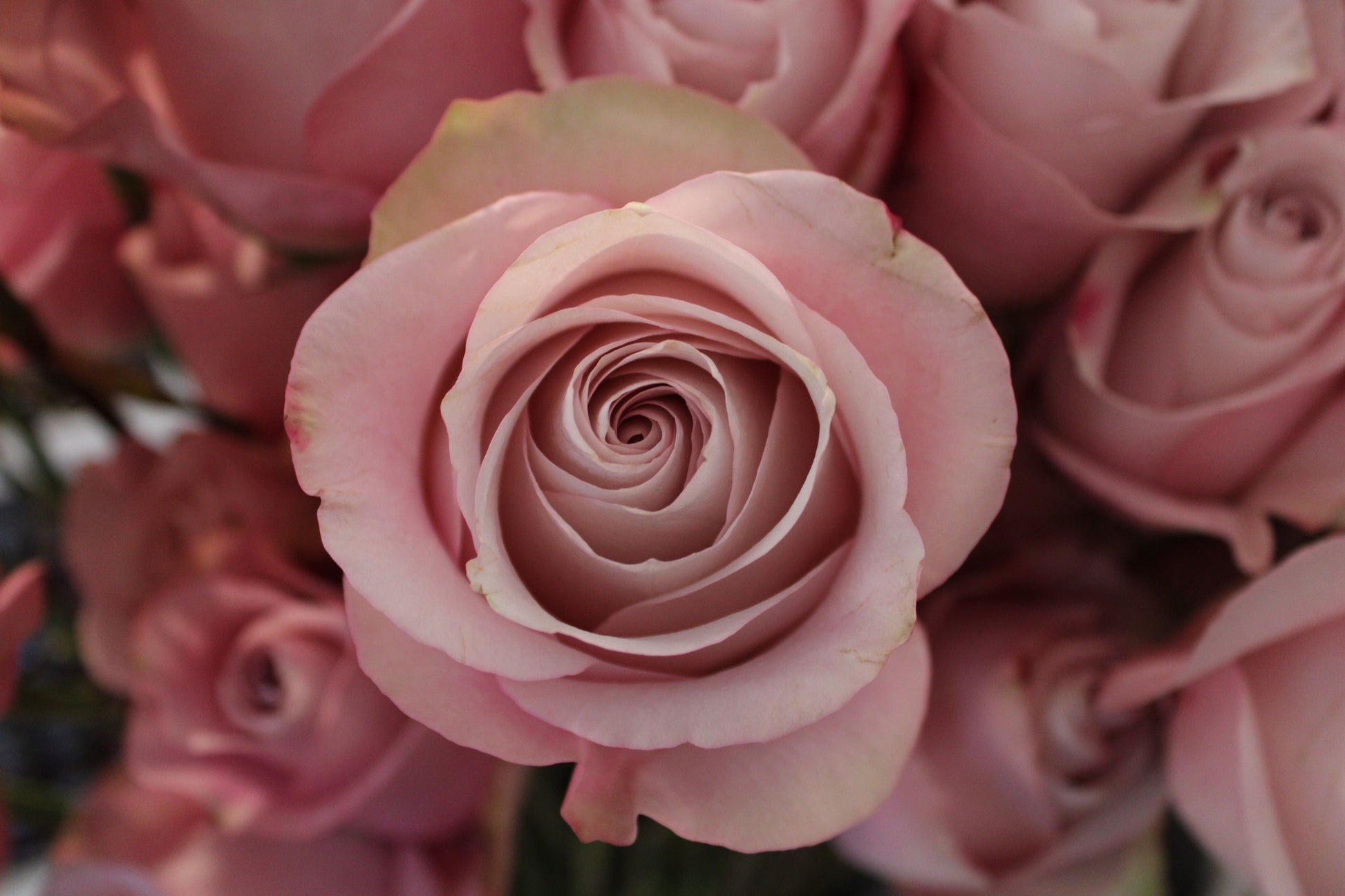bouquet of light pink secret garden roses
